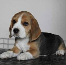 Título do anúncio: Beagle! Entrega imediata