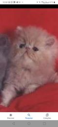 Título do anúncio: Gatos persas pedigree