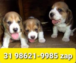 Título do anúncio: Canil Filhotes Miniaturas Cães BH Beagle Basset Poodle Yorkshire Maltês Shihtzu Lhasa 