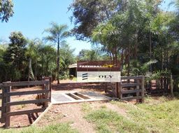 Título do anúncio: Fazenda Extra ! 105 alqueires a 30 km de São Luís de Montes Belos de Go !