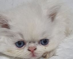 Título do anúncio: Filhote de gato persa branco macho,olhos azuis.Entrego Joinville,Camboriu,Florianópolis 
