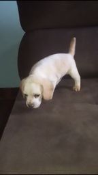 Título do anúncio: Filhote beagle