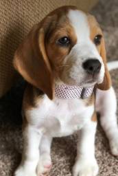 Título do anúncio:  Filhotinhos de beagle pronta entrega entregamos 