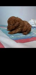Título do anúncio: Poodle toy FÊMEA no chocolate 450,00