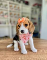 Título do anúncio: Beagle Fêmea mas novo amor
