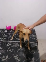 https://img.olx.com.br/thumbs256x256/30/304554767985401.jpg