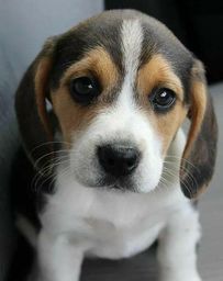 Título do anúncio: Beagle excelente qualidade 
