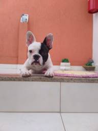 Título do anúncio: Cachorro Macho BullDog Francês 2 anos 