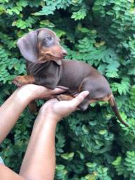 Título do anúncio: Fêmea dachshund miniatura 