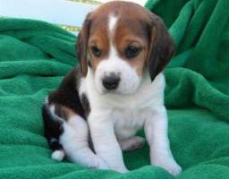 Título do anúncio: beagles filhotes amor e dedicação