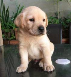 Título do anúncio: Labrador Caramelo com suporte veterinário e garantias