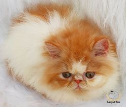 Título do anúncio: Gato persa Bicolor macho 