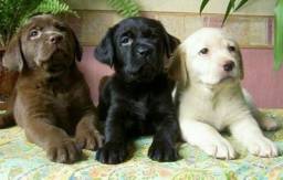 Título do anúncio: Filhotes de Labrador Padrão Premium 