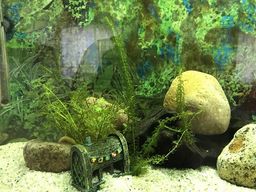 Aqu�rio 200L completo com Canister