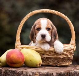 Título do anúncio: Lindíssimos Filhotes de Beagle 