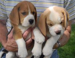 Título do anúncio:  Ótimo padrão beagle filhote macho e fêmea com pedigree 