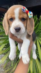 Título do anúncio:   Lindos Beagle macho e fêmea com pedigree e garantia 