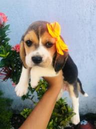 Título do anúncio: Beagle fêmea seu amor de 4 patas