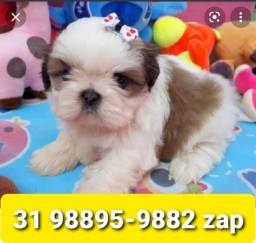 Título do anúncio: Canil Líder Cães Filhotes BH Shihtzu Poodle Basset Beagle Yorkshire Maltês Lhasa 