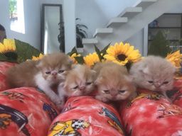 Título do anúncio: Filhotes de gatos persas Blumenau 