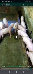 Título do anúncio: Porcos Pietran com landrasse com 49 dias hoje a 150 tem 17 animais belicismo .
