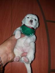 Título do anúncio: Poodle mini toy macho branco 