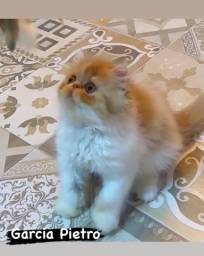 Título do anúncio: Gato persa com pedigree 