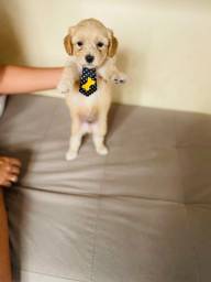 Título do anúncio: Filhote macho de poodle com maltês 