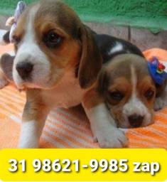 Título do anúncio: Canil Cães Maravilhosos Filhotes BH Beagle Poodle Yorkshire Lhasa Maltês Basset Shihtzu 