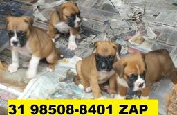 Cão boxer olx Clearance