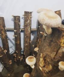 Título do anúncio: Cogumelos Shiitake frescos