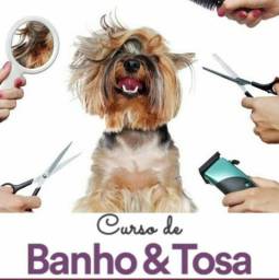 Título do anúncio: CURSO DE ESTETICA PET BANHO E TOSA