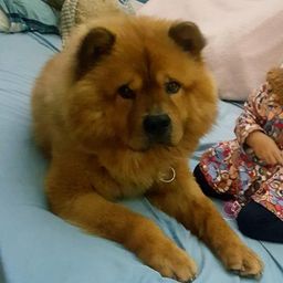 cachorro chow chow na