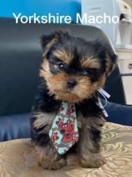 Título do anúncio: Babys de yorkshire terrier