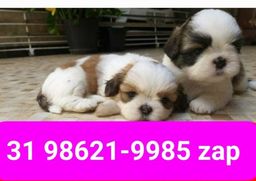 Título do anúncio: Cães Filhotes Diferenciados em BH Lhasa Yorkshire Beagle Basset Shihtzu Maltês 