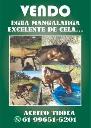Título do anúncio: vendo egua mangalarga