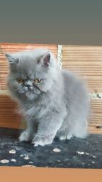 Título do anúncio: Gato persa