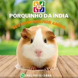 Título do anúncio: Promoção Porquinho da índia + Feno
