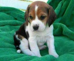 Título do anúncio: Lindos Machinhos Beagle Filhotes Recibo Garantia Pedigree 