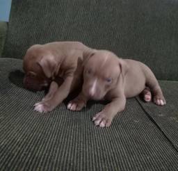 Título do anúncio: Vendo filhotes de American Pitbull Terrier