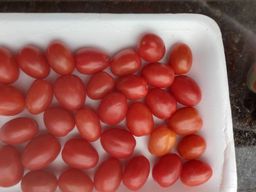 Título do anúncio: Sementes de tomates cereja, Turino