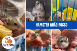 Título do anúncio: Hamster Anão Russo! Melhor PET para sua família!