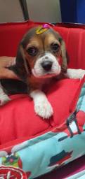 Título do anúncio: Beagle MAcho Tricolor 75 dias