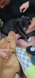 Título do anúncio: Cachorro raça pit moster pretinho 