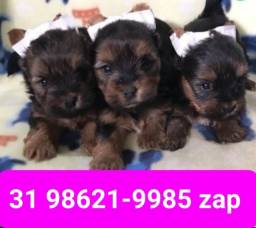 Título do anúncio: Cães Filhotes em BH Yorkshire Poodle Lhasa Basset Beagle Maltês 
