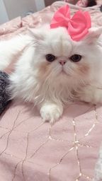 Título do anúncio: Feminha de gata persa branca / já usa caixinha de areia/ focinho nem extremado 