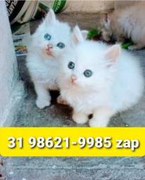 Título do anúncio: Gatil em BH Os Melhores Filhotes de Gatos Angora Siamês ou Persa 