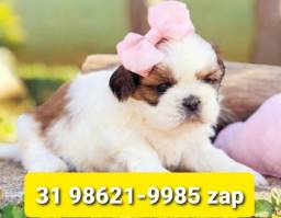 Título do anúncio: Cães Os Melhores Filhotes em BH Lhasa Basset Beagle Yorkshire Maltês Shihtzu Pug 