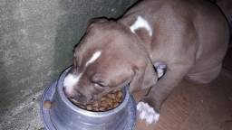 Título do anúncio: Filhotes de American Pit Bull Terrier puros 