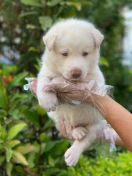 Título do anúncio: Husky Siberiano todos pedigree e suporte veterinario (11) 9.4476-4862